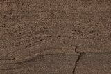 Permineralized Wood Covered In Sparkling Quartz - Germany #306979-1